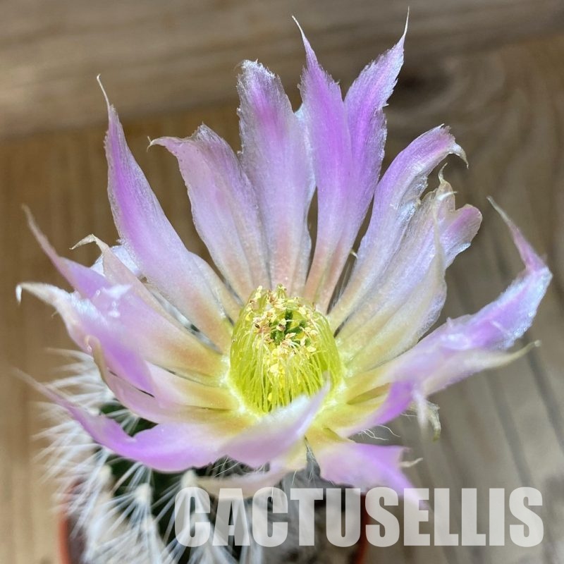 SH26218 Echinocereus baileyi v. albispinus