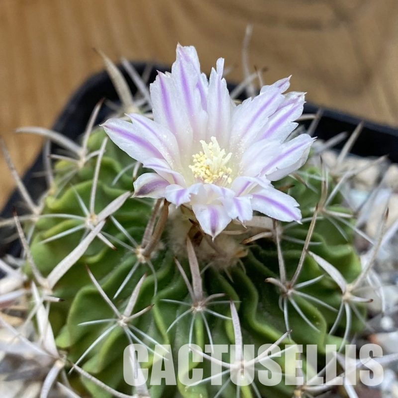 SH27143 Echinofossulocactus zacatecasensis, 6 years old