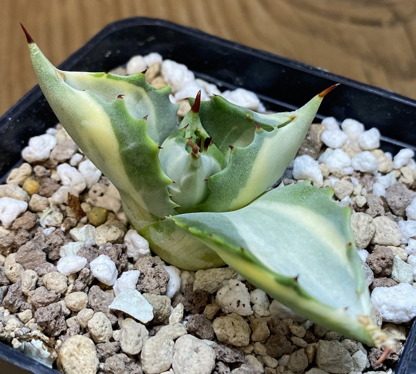 SH27393 Agave isthmensis f. variegata - Image 2