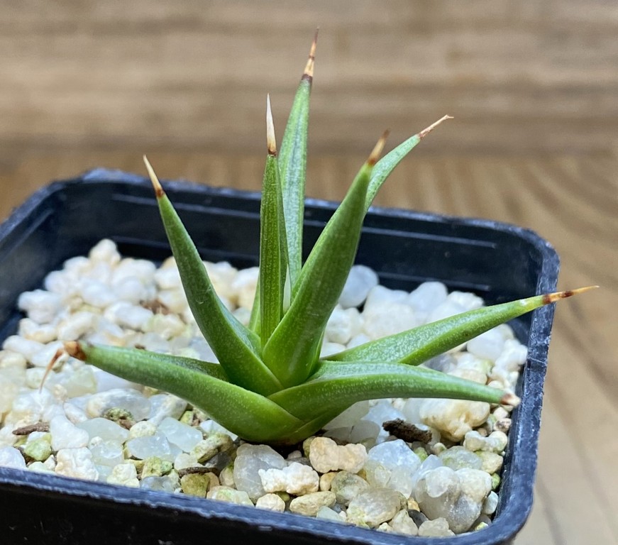 SH37395Agave albopilosa - Image 2