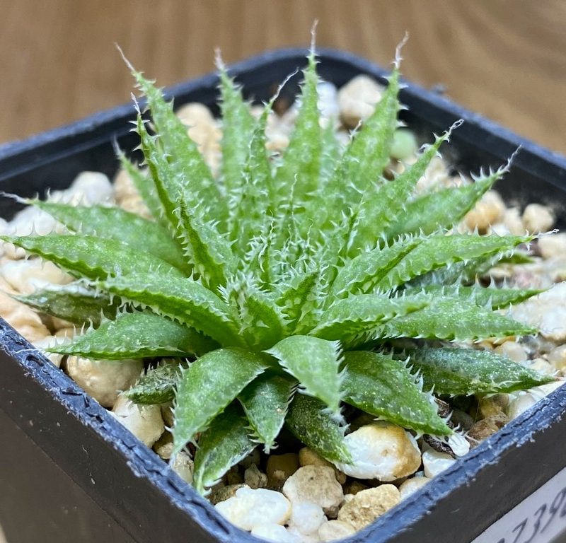 SH27396 Haworthia herbacea