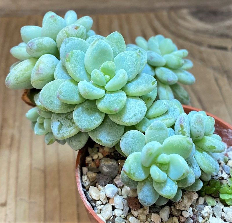 SH27363 Sedum clavatum