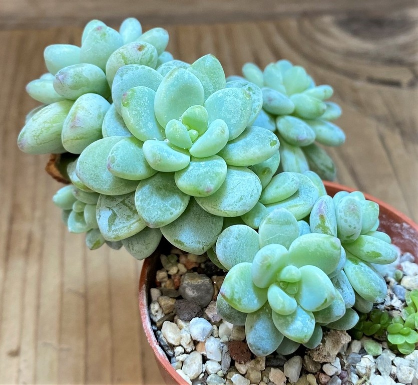 SH27363 Sedum clavatum