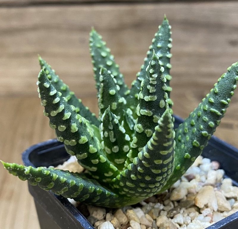 SH27397 Haworthia pumila
