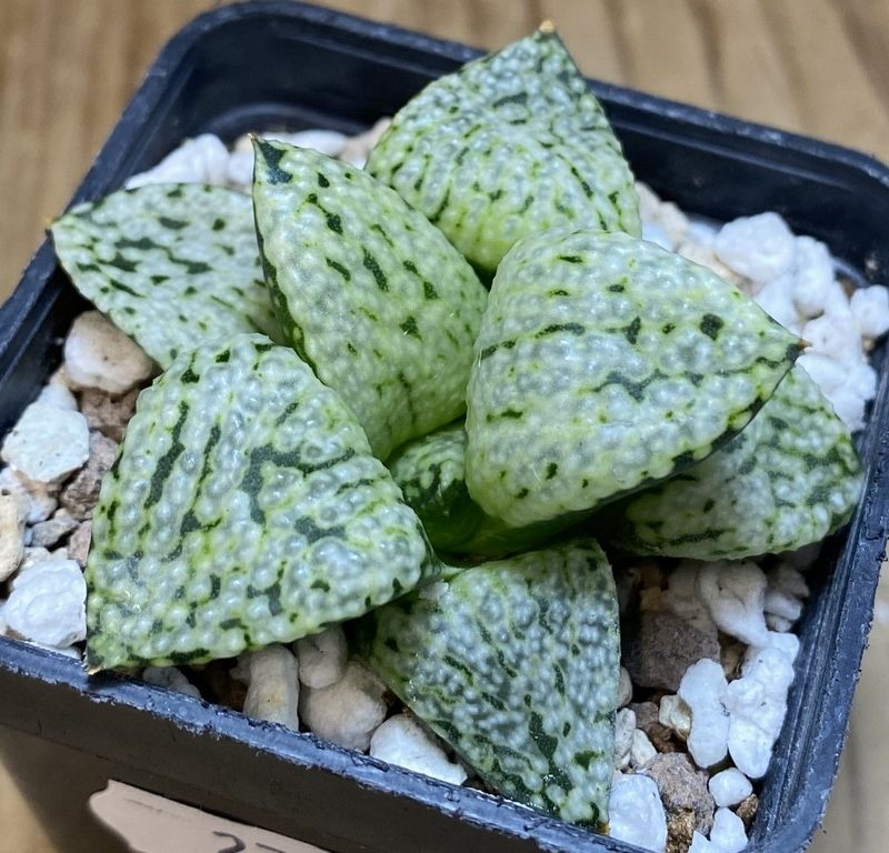 SH27398 Haworthia picta 'White Magic'
