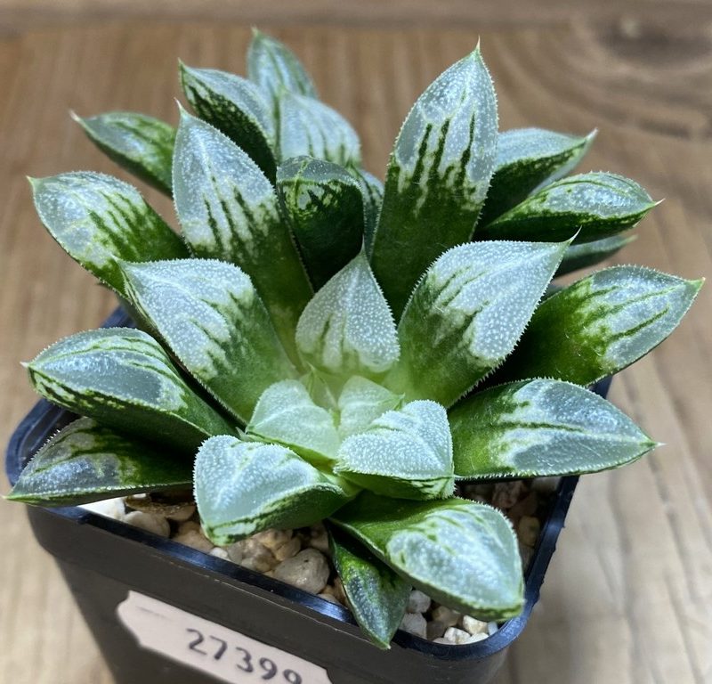 SH27399 Haworthia 'Love Heart'