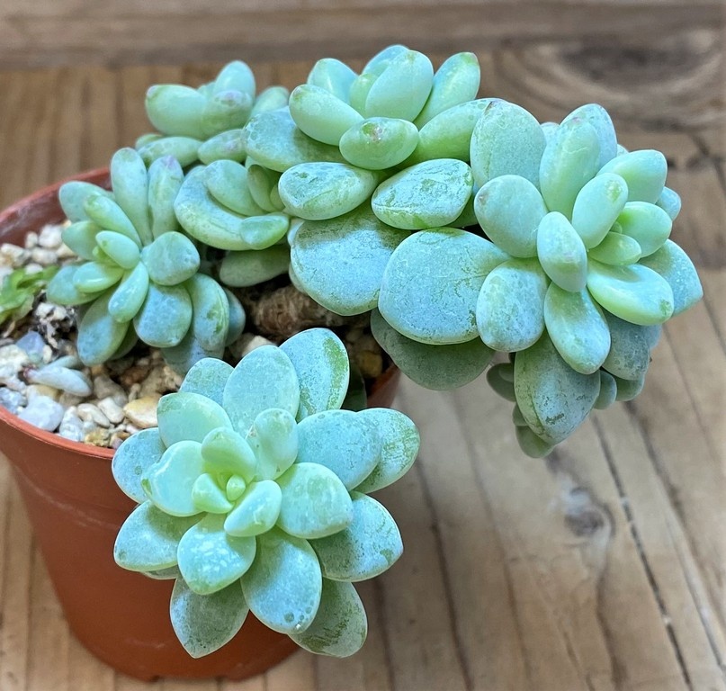 SH27363 Sedum clavatum – Image 2