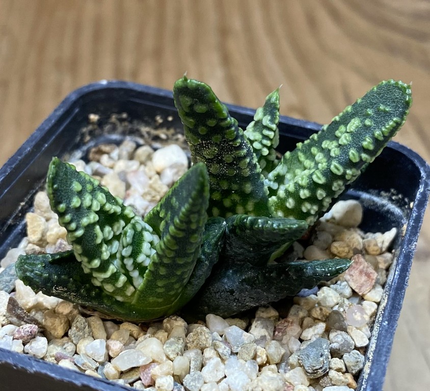SH27401 Haworthia pumila 'Donut' - Image 2