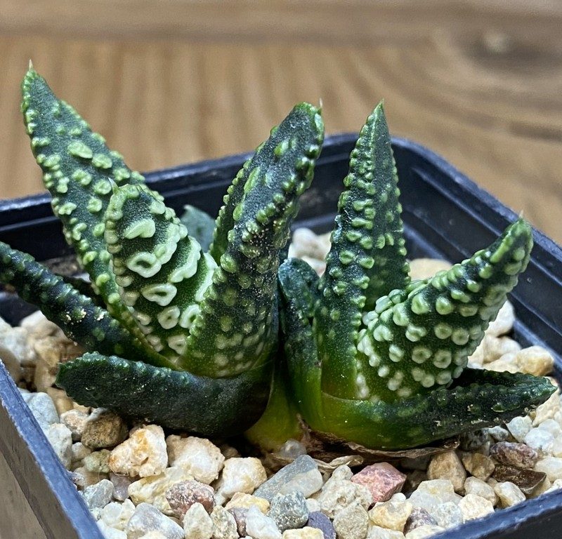 SH27401 Haworthia pumila 'Donut'