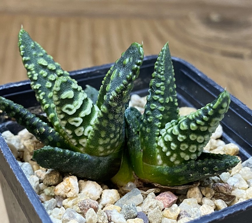 SH27401 Haworthia pumila 'Donut'