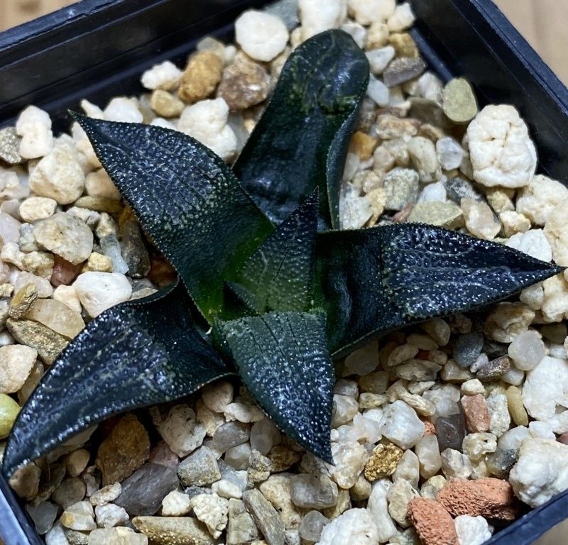 SH27402 Haworthia marxii hybrid