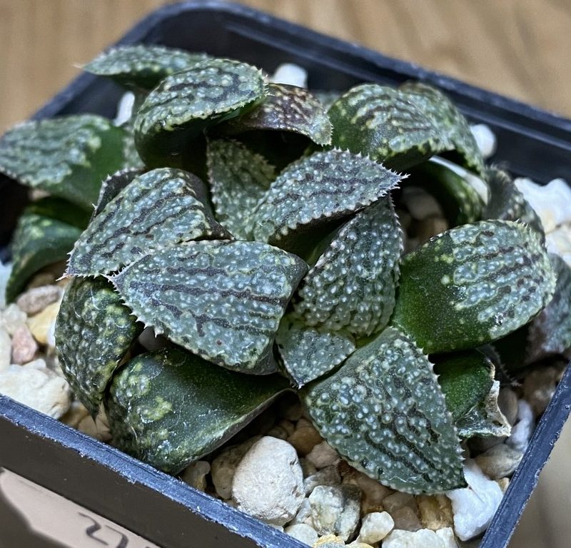 SH27403 Haworthia picta -Japan-
