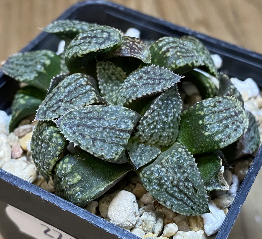 SH27403 Haworthia picta -Japan-