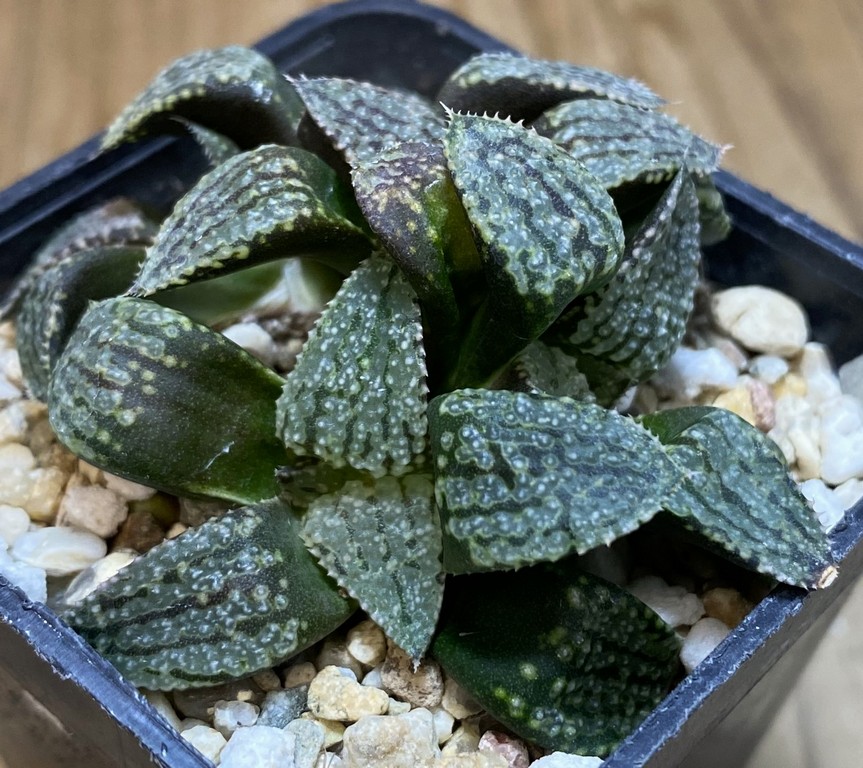 SH27403 Haworthia picta -Japan- – Bild 2