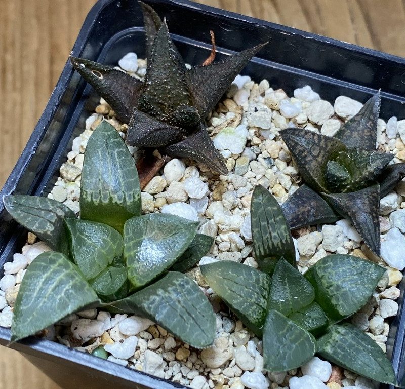 SH27404 Haworthia mix