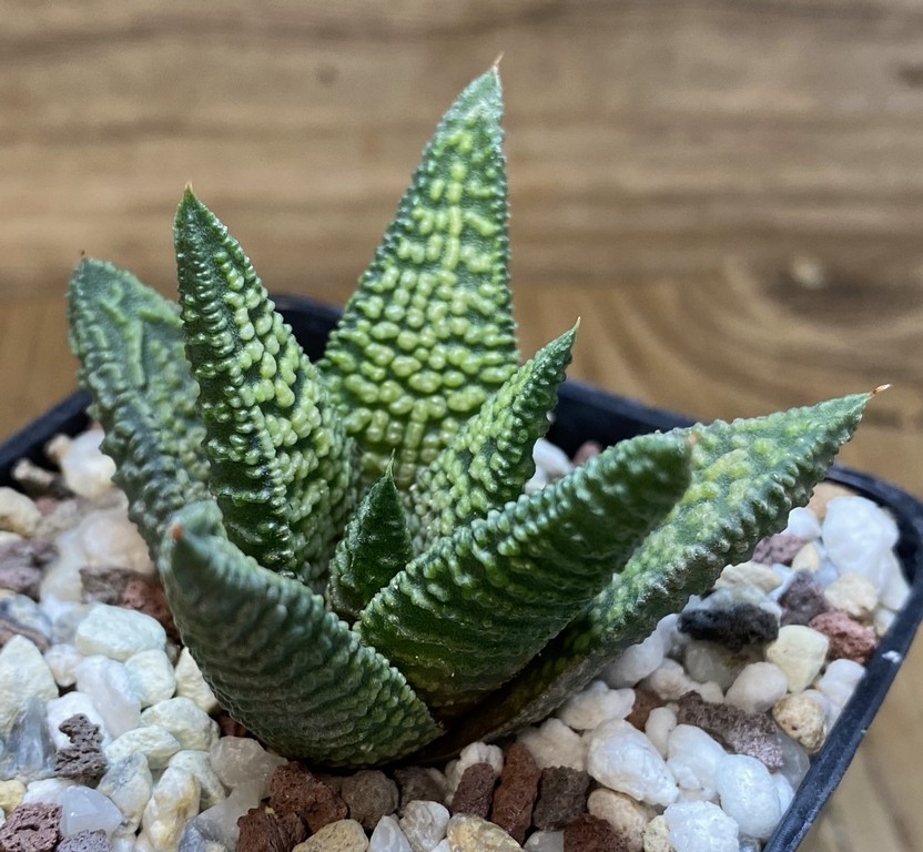 SH27405 Haworthia 'Marble Queen' - Image 2