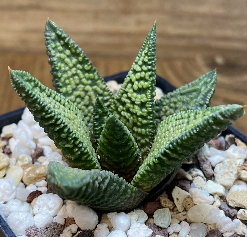 SH27405 Haworthia 'Marble Queen'