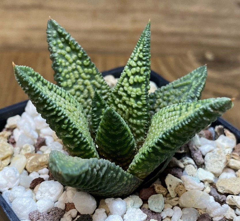 SH27405 Haworthia 'Marble Queen'