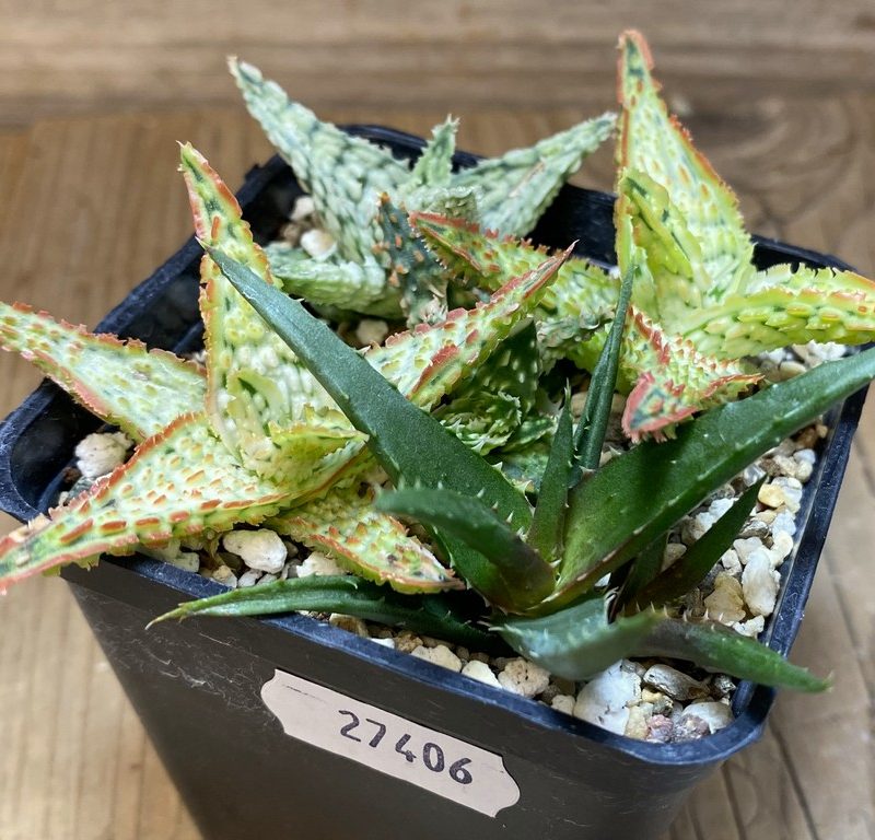 SH27406 Aloe TCT hybrid mix