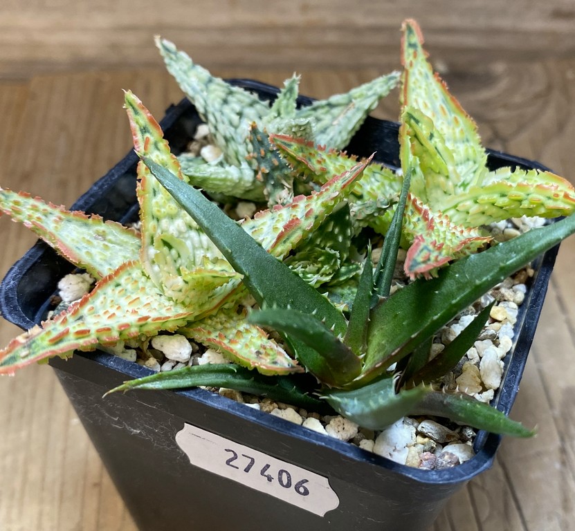 SH27406 Aloe TCT hybrid mix