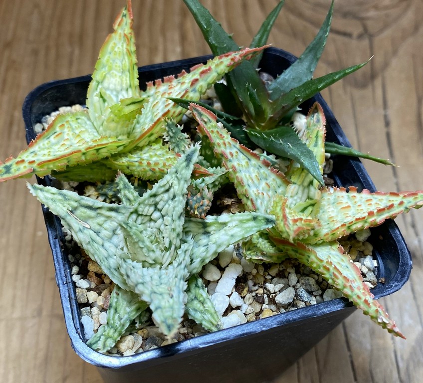 SH27406 Aloe TCT hybrid mix – Image 2
