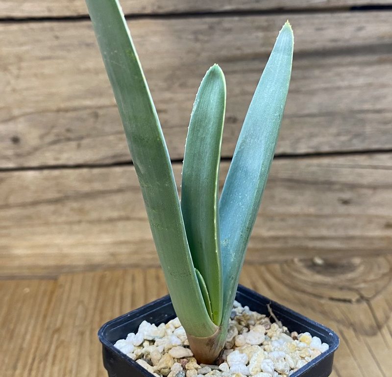 SH27407 Aloe plicatilis