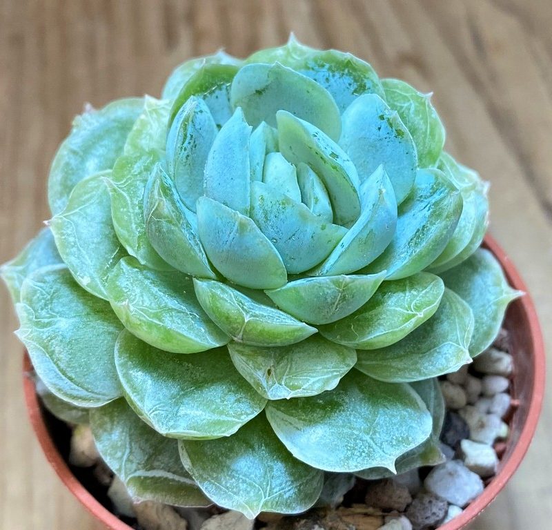 SH27364 Echeveria elegans hybrid