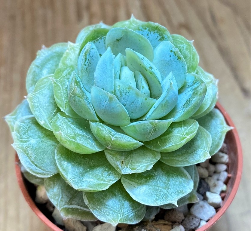 SH27364 Echeveria elegans hybrid