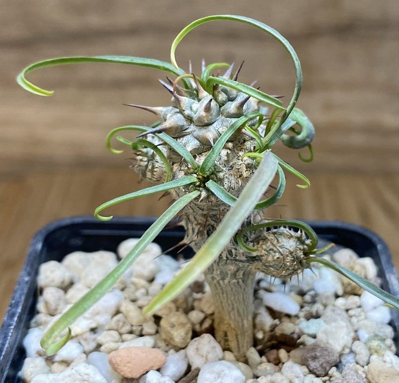 SH27408 Euphorbia gottlebei