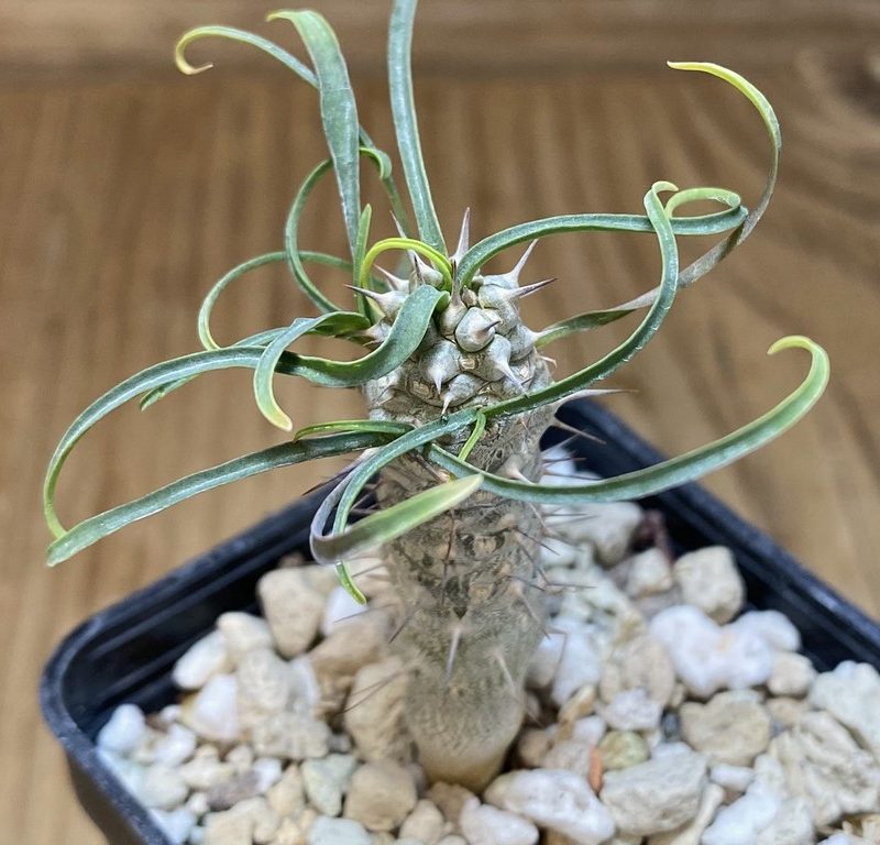 SH27409 Euphorbia gottlebei