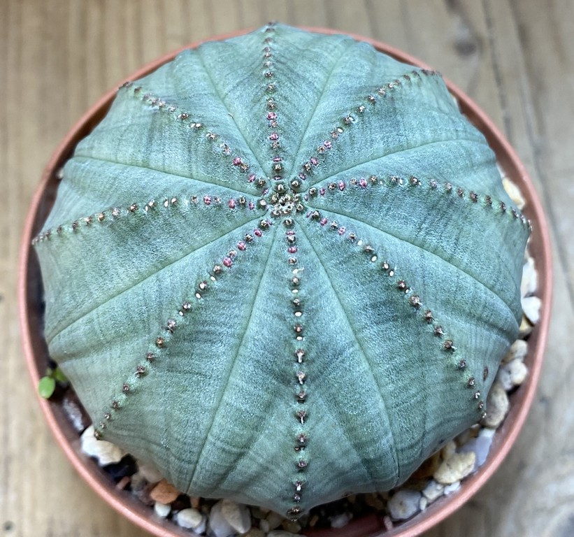 SH27411 Euphorbia obesa