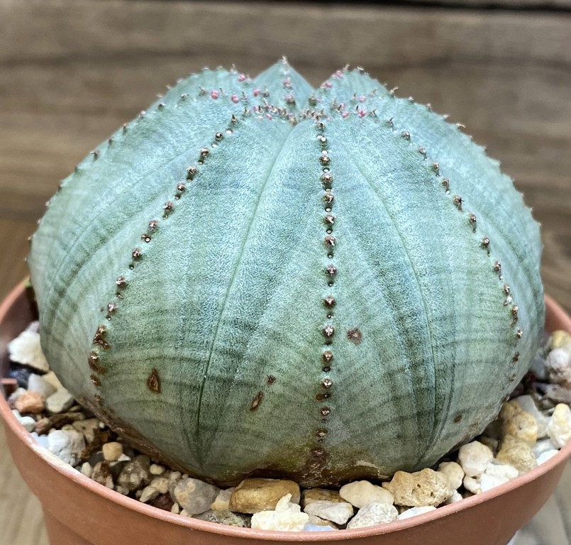 SH27411 Euphorbia obesa - Image 2