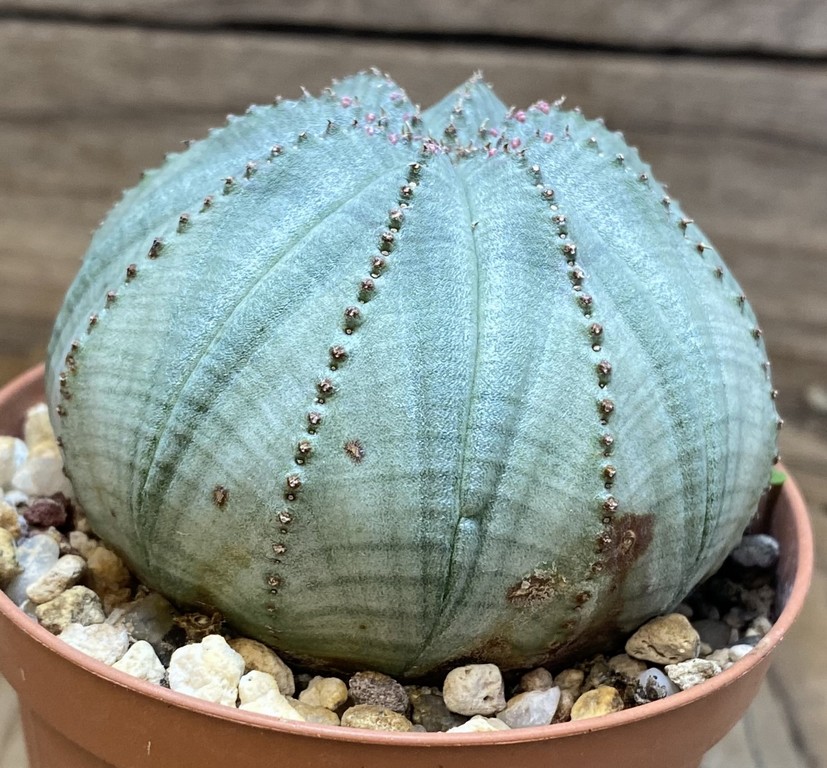 SH27411 Euphorbia obesa - Image 3