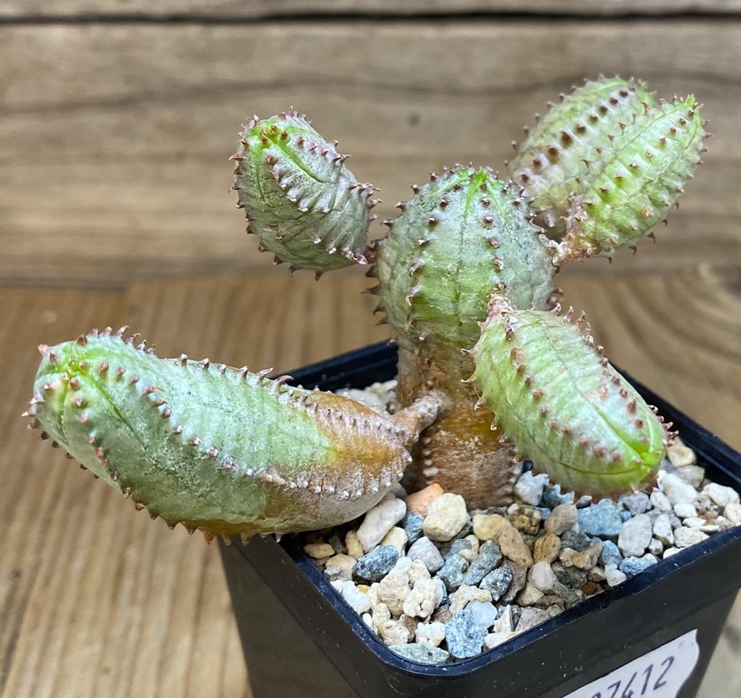 SH27412 Euphorbia obesa hybrid - Image 2