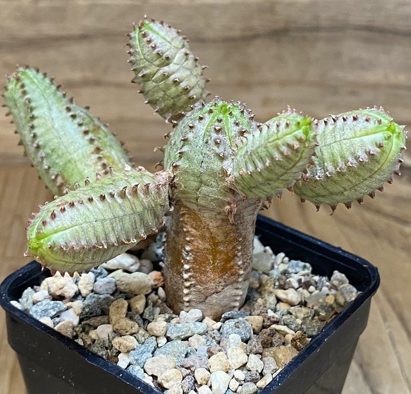 SH27412 Euphorbia obesa hybrid