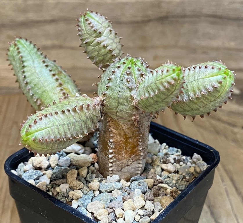 SH27412 Euphorbia obesa hybrid