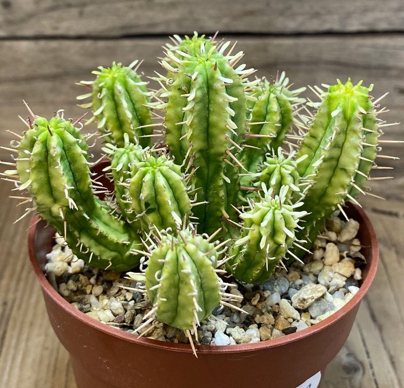 SH27413 Euphorbia aggregata f. variegata