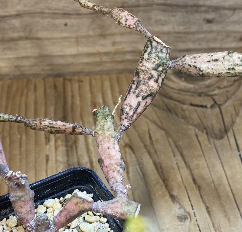 SH27414 Euphorbia platyclada