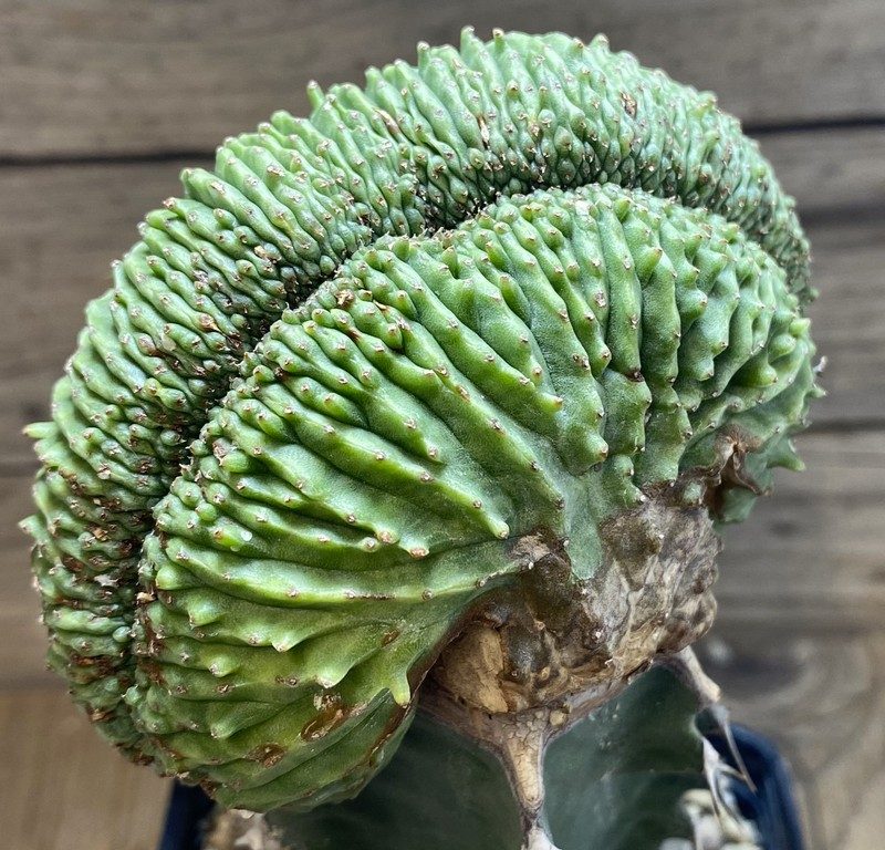 SH27416 Euphorbia obesa f. cristata, grafted