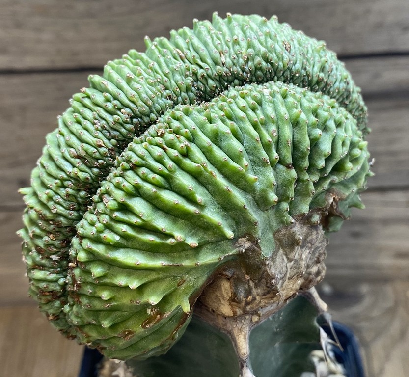 SH27416 Euphorbia obesa f. cristata, grafted
