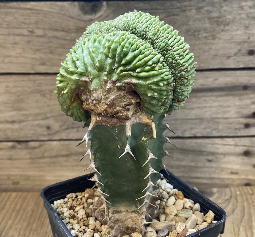 SH27416 Euphorbia obesa f. cristata, grafted - Image 2