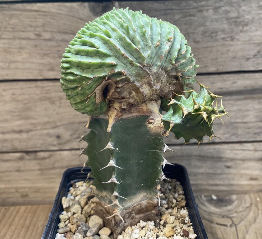 SH27416 Euphorbia obesa f. cristata, grafted - Image 3