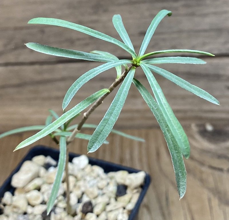 SH27417 Euphorbia hedyotoides