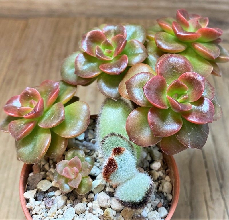 SH27365 Echeveria 'Melaco'