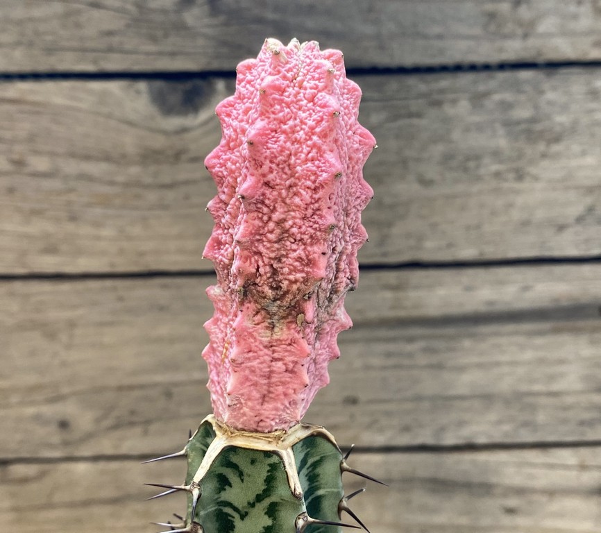 SH27418 Euphorbia abdelkuri 'Damask', grafted - Image 3