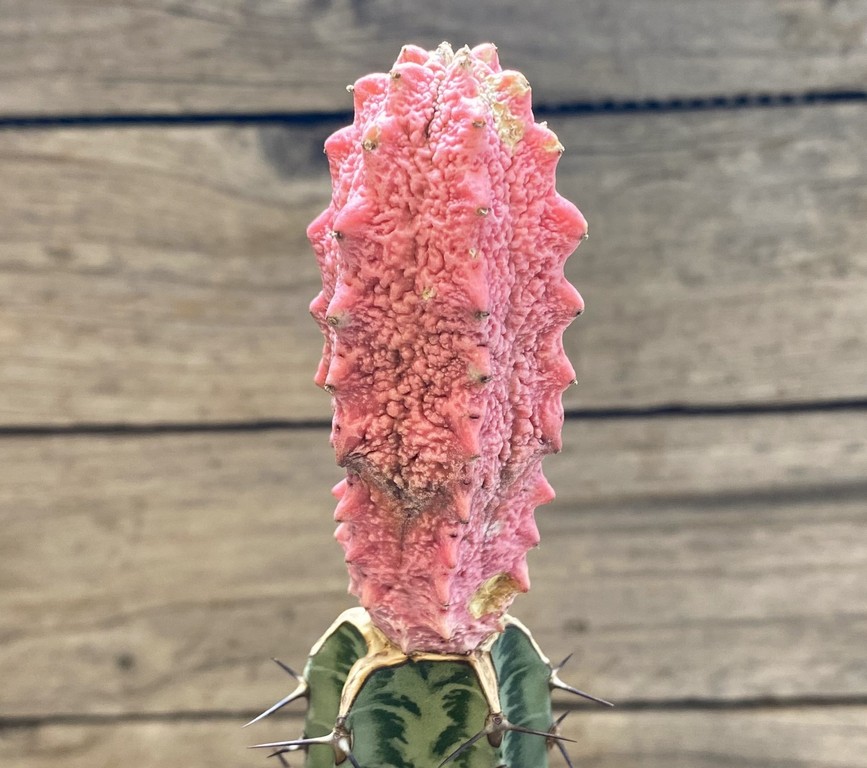 SH27418 Euphorbia abdelkuri 'Damask', grafted - Image 2