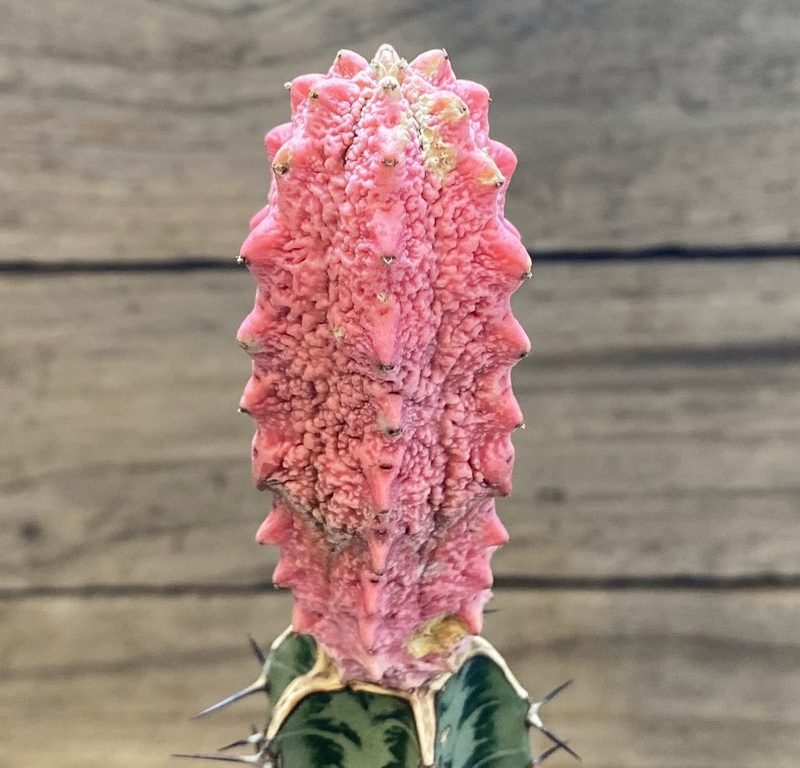 SH27418 Euphorbia abdelkuri 'Damask', grafted