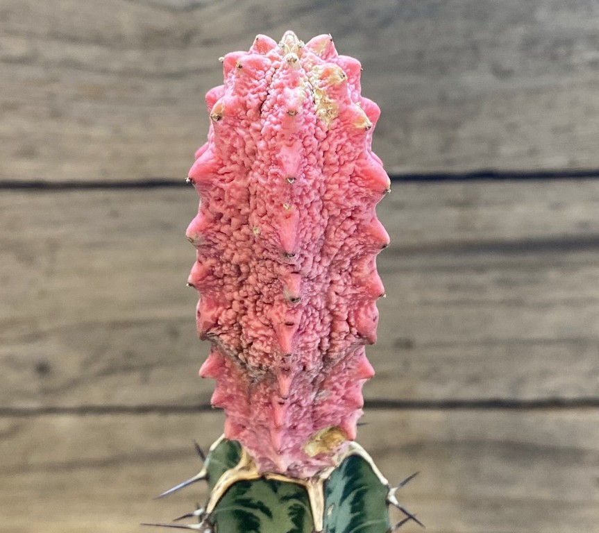 SH27418 Euphorbia abdelkuri 'Damask', grafted