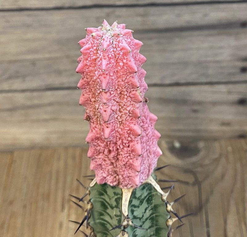 SH27419 Euphorbia abdelkuri 'Damask', grafted