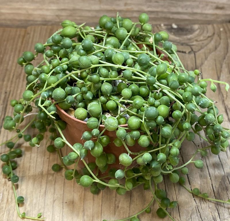 SH27420 Senecio rowleyanus